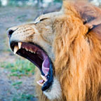 THE LION'S DEN