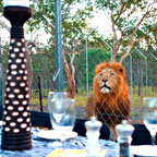 EXTREME DINING EXPERIENCE