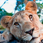 STEP INTO AFRICA!