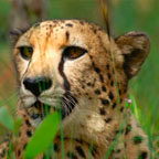 EXOTIC ANIMALS