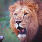 WATCH THE LIONS FEED