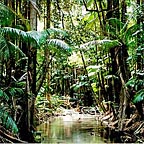 ANCIENT RAINFOREST
