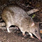 BANDICOOT