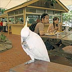 BIRDLIFE WANDERS FREELY AT BREKKIE WITH THE BIRDS