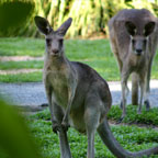 GRASSLANDS EXHIBIT