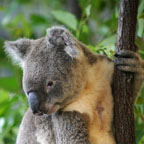 CHILL WITH THE KOALAS