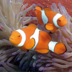 GREAT UNDERWATER VIEWING
