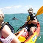 CLOSE ENCOUNTER WITH DOLPHINS