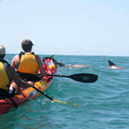 DOLPHIN ADVENTURE