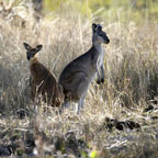 2 day Cape Trib & Chillagoe