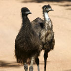 EMUS IN THE OUTBACK