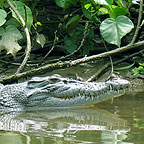 SPOT CROCS!