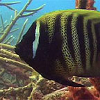 PRISTINE REEF LOCATIONS