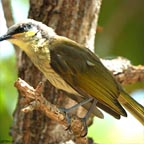 NATIVE BIRDLIFE