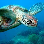 DIVERSE MARINELIFE