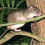 WATER RAT