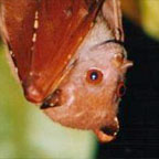 DIADEM LEAF NOSED BAT