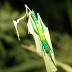 PEPPERMINT STICK INSECT
