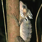 BOYDS FOREST DRAGON