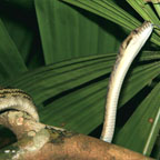 TREE SNAKE