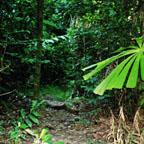 REAL JUNGLE TRAILS