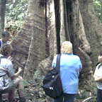 SEE BIG BUTTRESSED TREES
