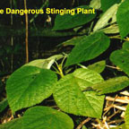 LEARN ABOUT THE DANGEROUS STINGING PLANT