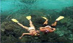 SNORKELLING ON UNDINE REEF