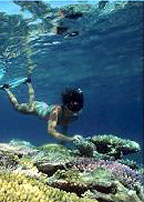 CORAL REEF
