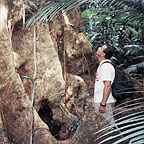 SEE BIG BUTTRESSED TREES