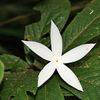 NATIVE GARDENIA
