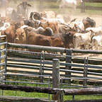 CATTLE DRIVING
