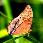 SHUTTLE BUS DEPARTS FROM THE BUTTERFLY SANCTURY TO RAINFORESTATION EVERY 30MINS