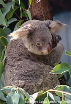 CUDDLE A KOALA