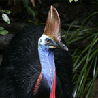 SOUTHERN CASSOWARY
