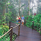 RAINFOREST BOARDWALK