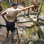 CROCODILE FEEDING
