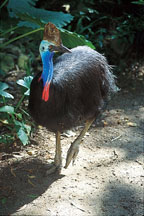 CASSOWARY WALK