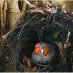 MAKE SOME FEATHERED FRIENDS!