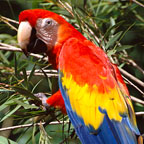 45 SPECIES OF NATIVE BIRD
