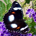 LARGEST LIVE BUTTERFLY DISPLAY