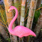 THE PINK FLAMINGO