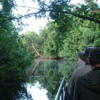 VIEW THE MANGROVES UP CLOSE