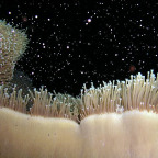 CORAL SPAWNING