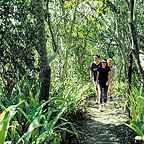 RAINFOREST WALK