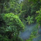 BIRDS EYE VIEWS OVER THE TREETOPS