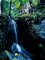 Cape Tribulation