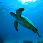 SPECTACULAR MARINE LIFE