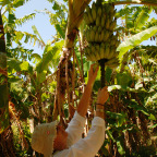 PICK YOUR OWN FRUIT IN THE ORCHARD