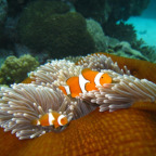 AMAZING MARINE LIFE